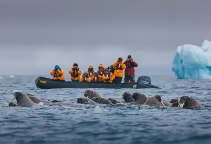 Eine Gruppe von Reisenden fotografiert Seehunde vom Boot aus